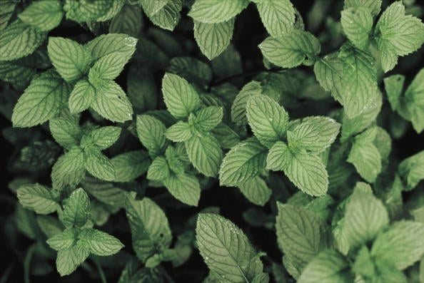 Peppermint, Peppermint oil, natural, beauty, tips