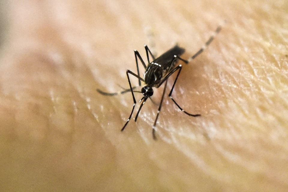 Mosquito, insecto, picaduras, naturales, remedios.