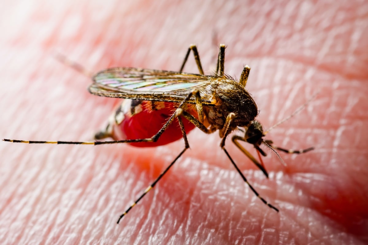 Oropouche Fever, West Nile Virus Alert, Massachusetts, spraying, health alert, mosquitoes, EEE, public health, virus del Nilo Occidental, Massachusetts, fumigación, alerta sanitaria, mosquitos, EEE, salud pública., MundoNOW