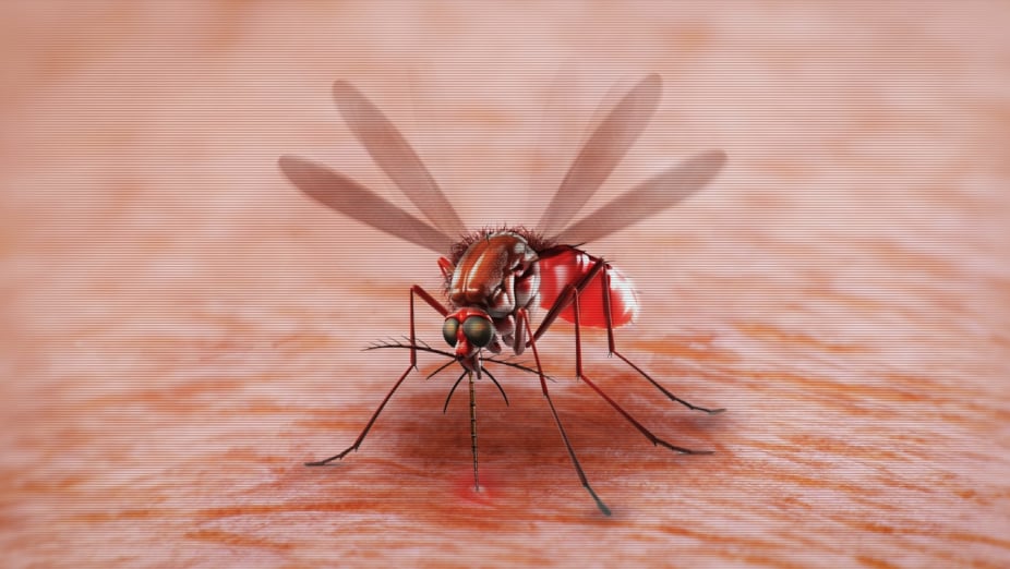 Oropouche fever, Cuba, travelers, MundoNOW, mosquito