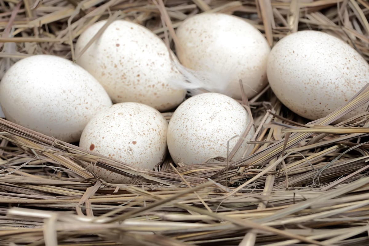 Thanksgiving más costoso en 2024 debido a la escasez de huevos, Thanksgiving more expensive in 2024 due to egg shortage