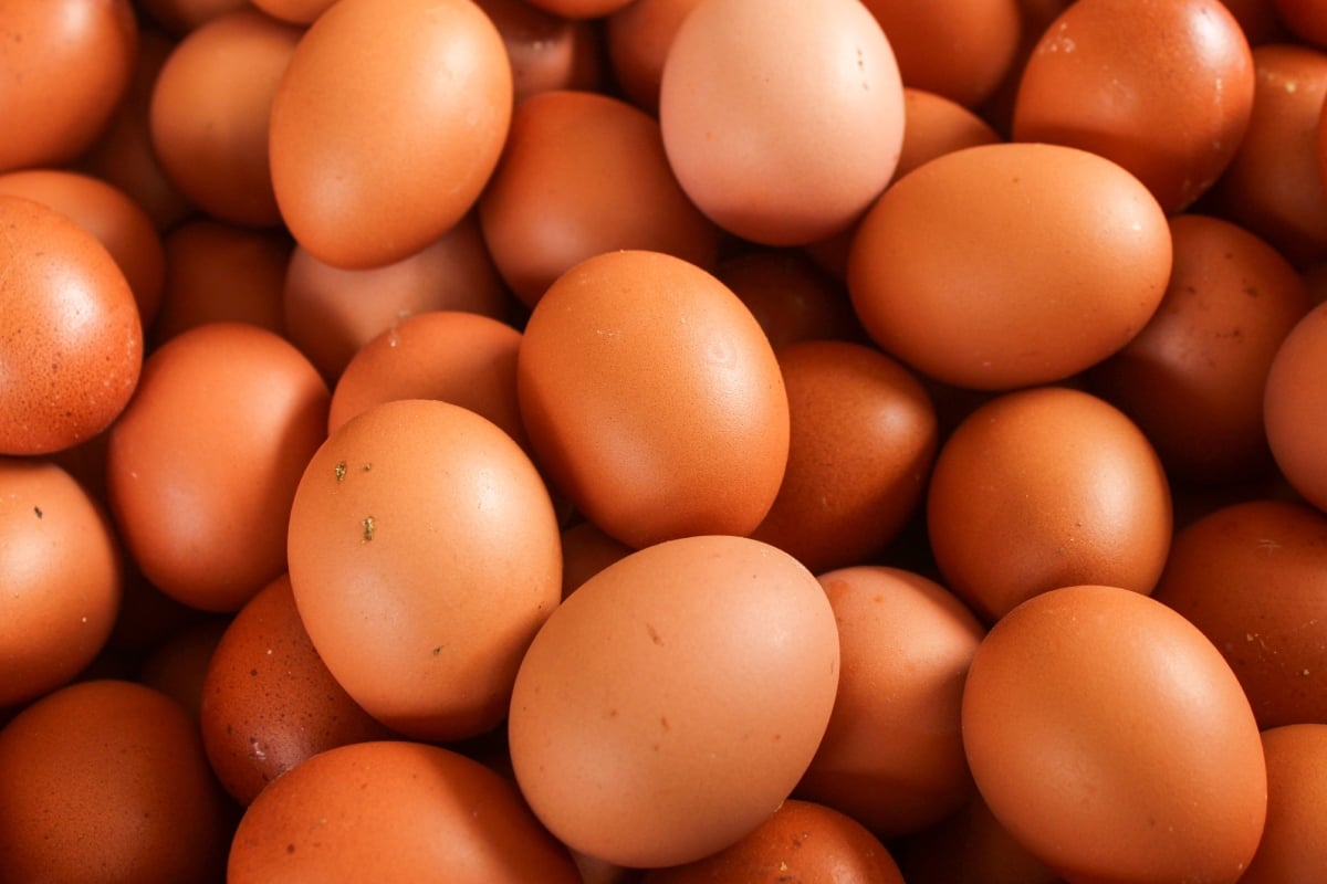 Aumenta el contrabando de huevos de Canadá a Estados Unidos, Increase in Egg Smuggling from Canada to the United States