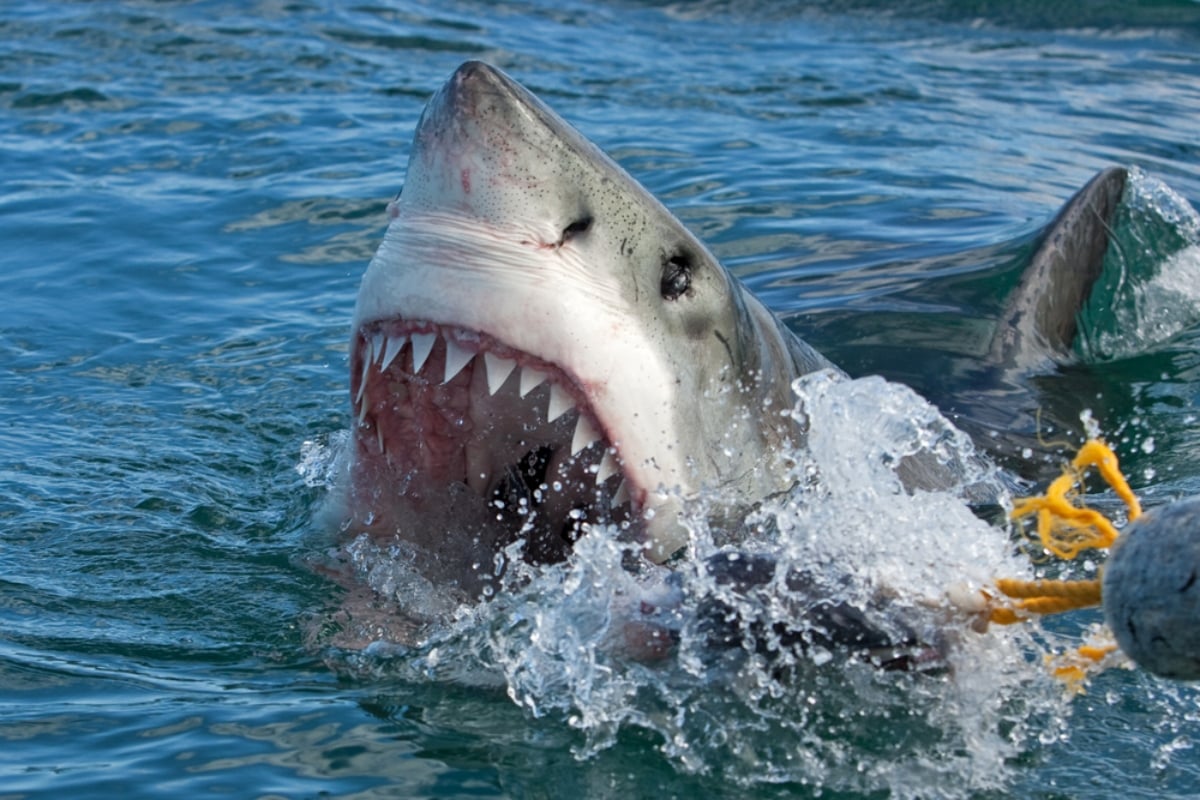 Turista muere devorado por tiburones, Muerte, Tragedia, Playa, Noticia, Tourist Dies After Shark Attack in Cancun