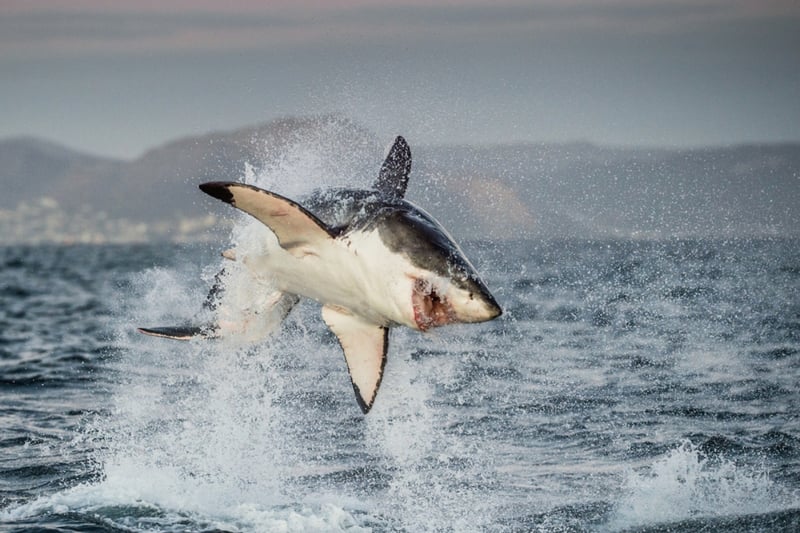 Turista muere devorado por tiburones, Tragedia, Peligro, Playa, Hispano