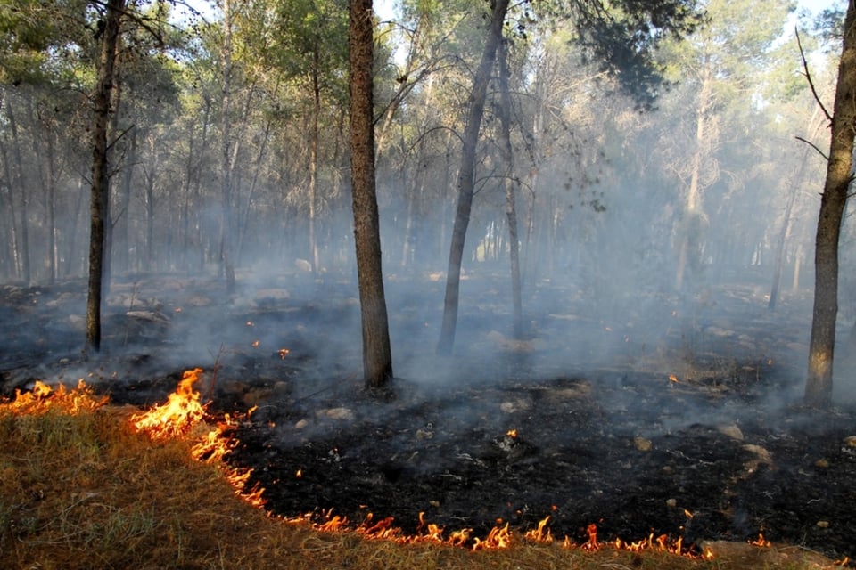 Incendios forestales en Chile
