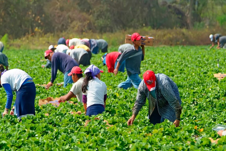 inmigración , empleo