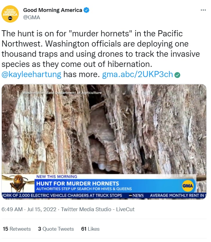 US murder hornets warning: Is it a constant problem?