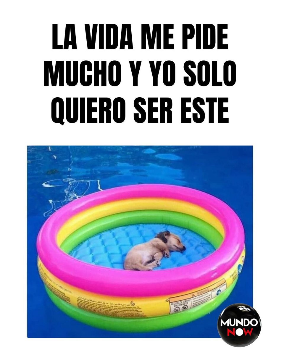 alberca, perro, descanso, piscina, sólo