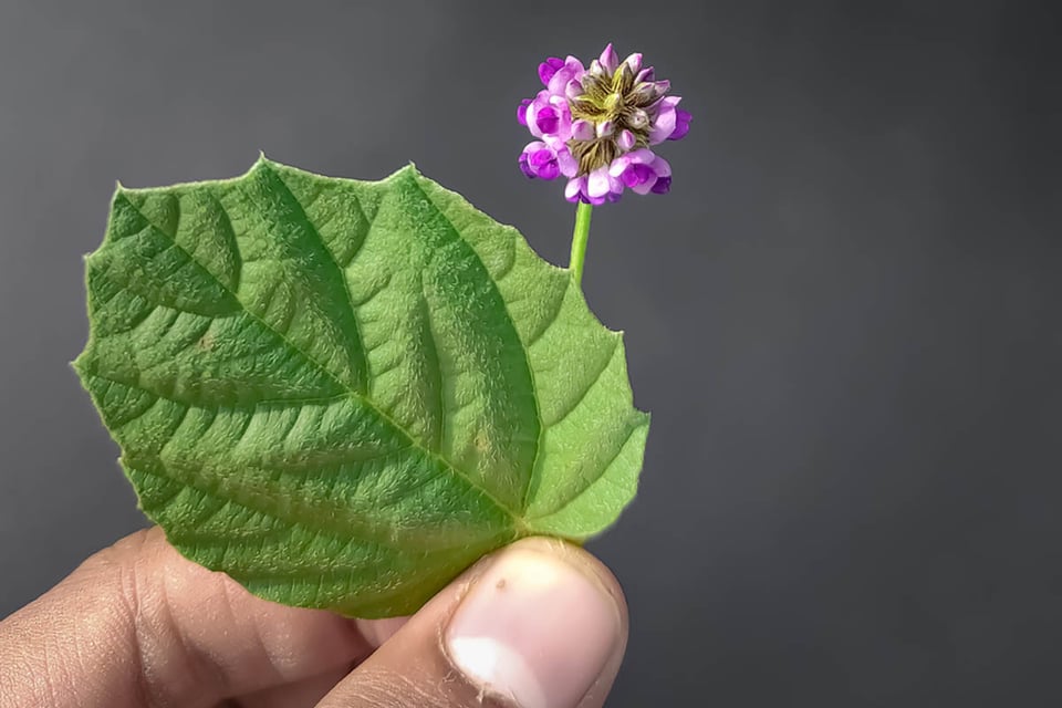 Bakuchiol, extract, seeds, leaves, Psoralea corylifolia plant