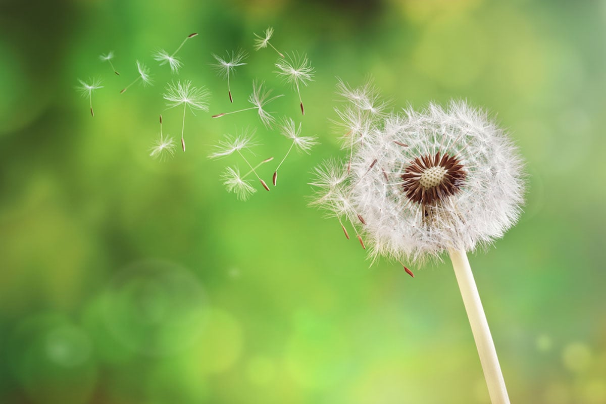 How to relieve allergies