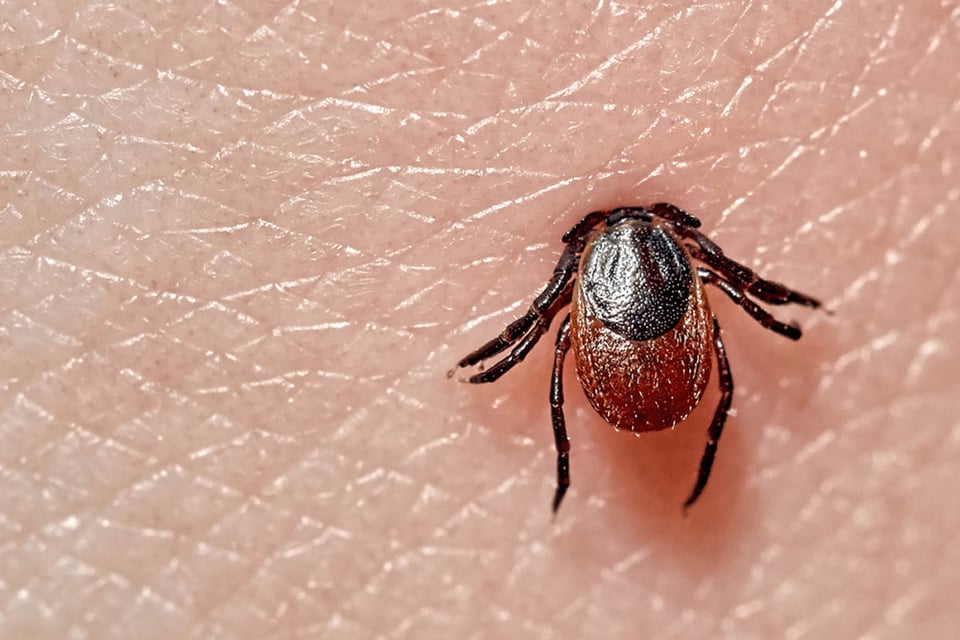 Efectos a largo plazo enfermedad de Lyme, garrapata, piel, enfermedad, enfermedad de Lyme, MundoNOW