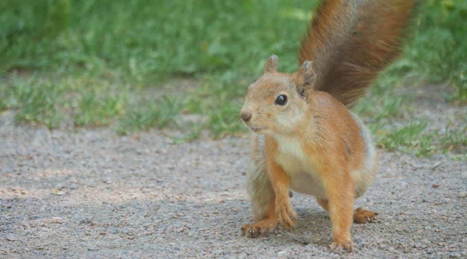 squirrel, montana, electricity, emergency, Squirrel Causes Damage at Substation