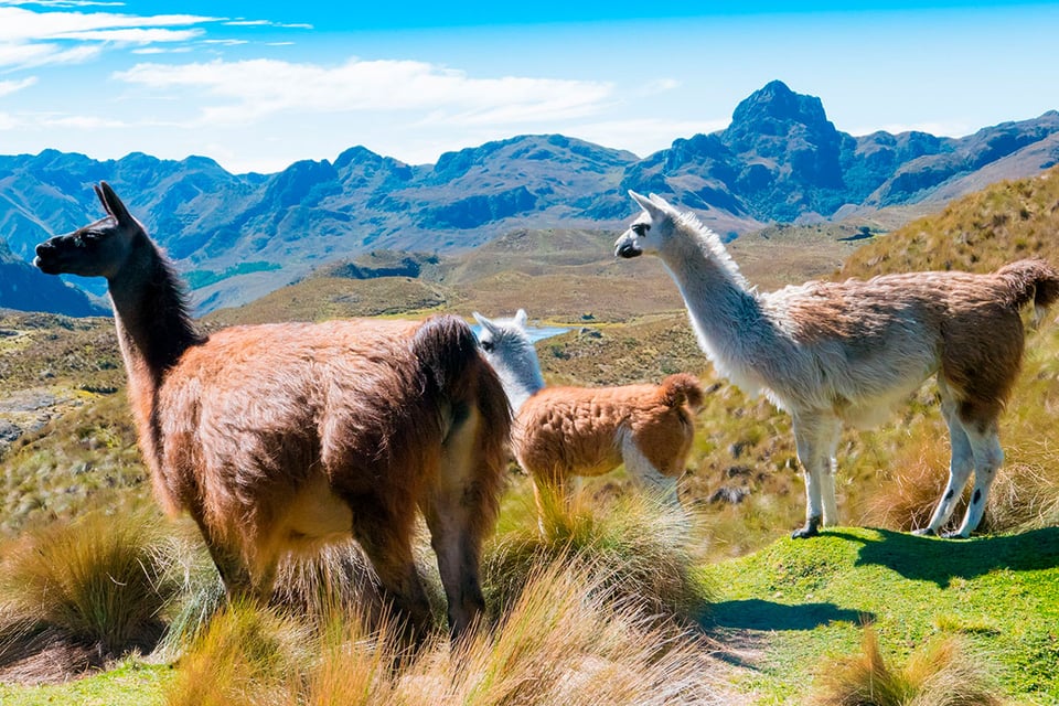 Coquena, Llamas, Pradera, MundoNow, Podcast