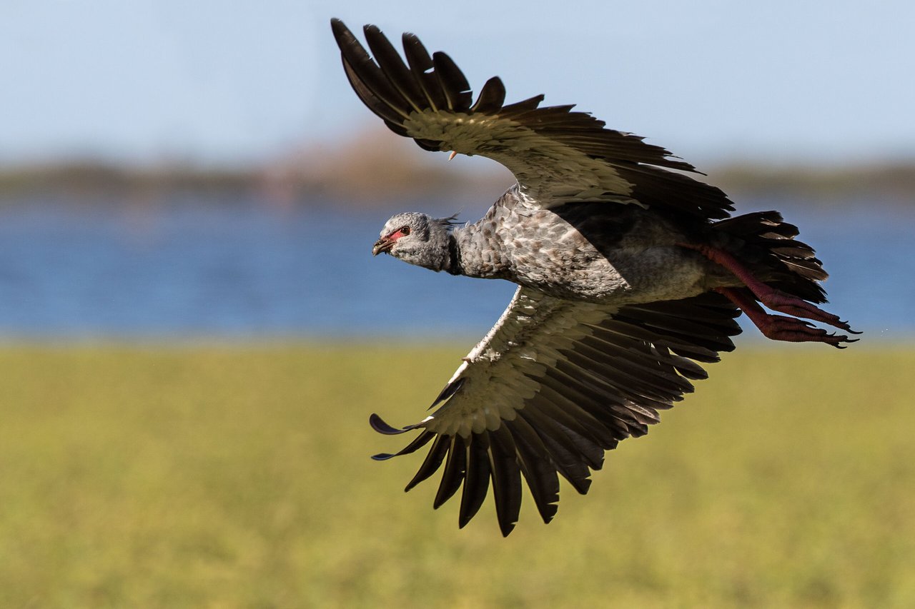 Leyenda del pájaro Chajá, Aves, MundoNow, Podcast, Cuidador