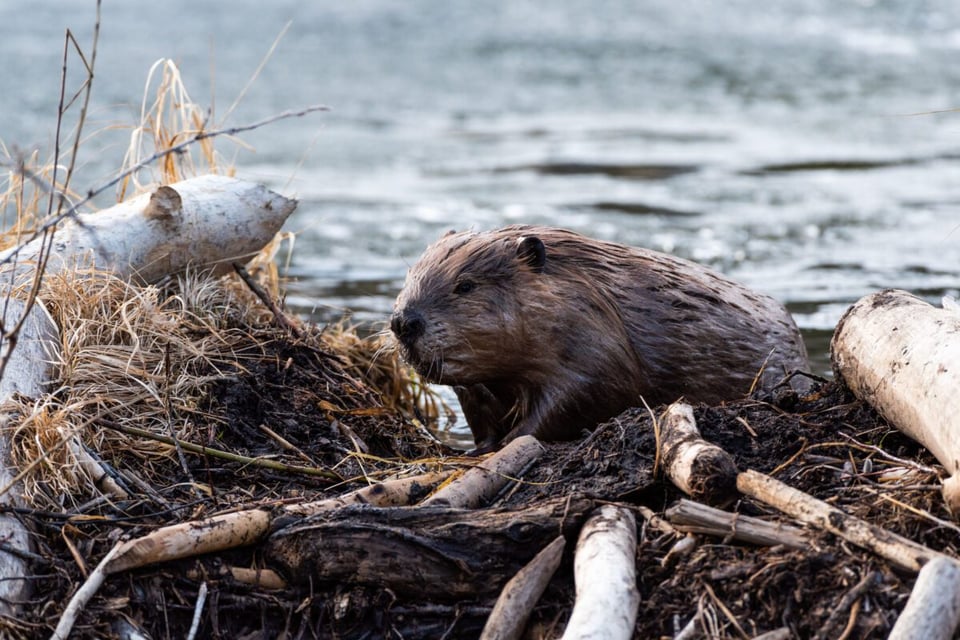 Beaver, Dam, Animal, Algonquian, Podcast