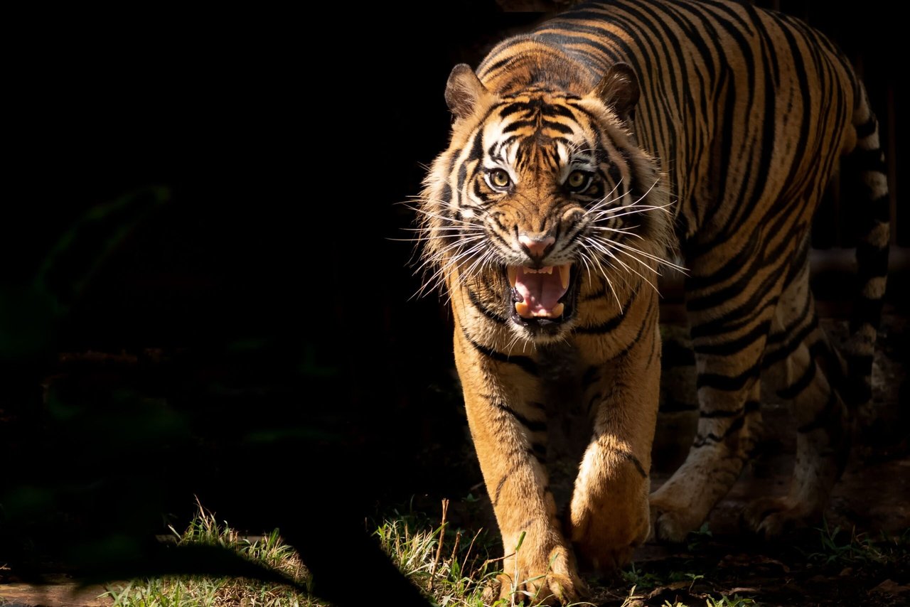El tigre yaguareté tié, Animal, Agresivo, MundoNow, Podcast