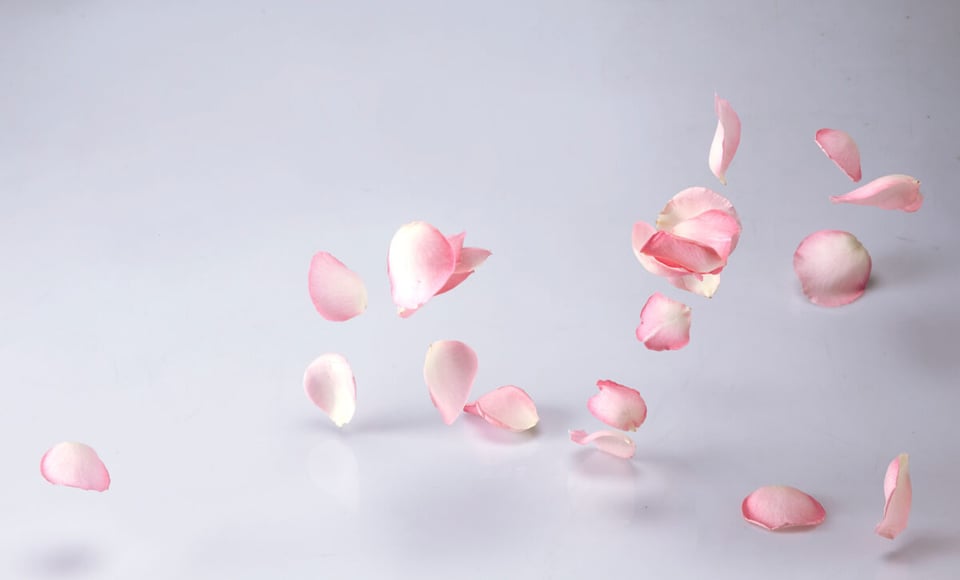 Leafs, Petals, Roses, MundoNow, Podcast