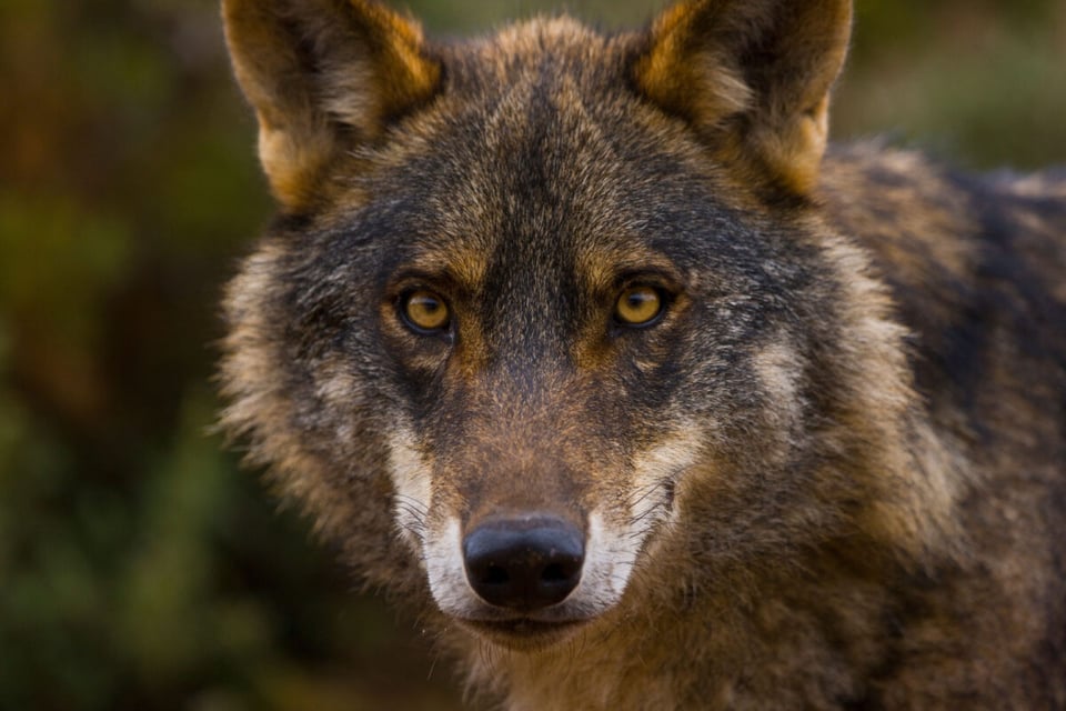 Lobo, Bosque, Pradera, MundoNow, Podcast