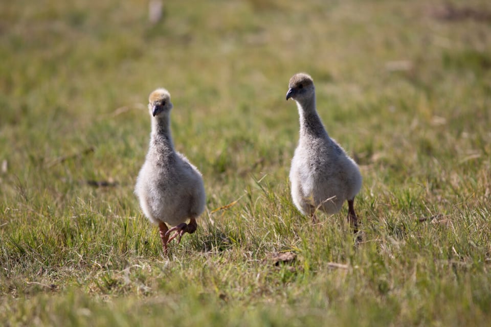 Pájaro Chajá, Pareja, Campo, MundoNow, Podcast