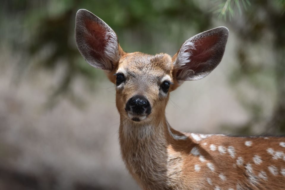 Animal, Manchas, Protección, MundoNow, Podcast
