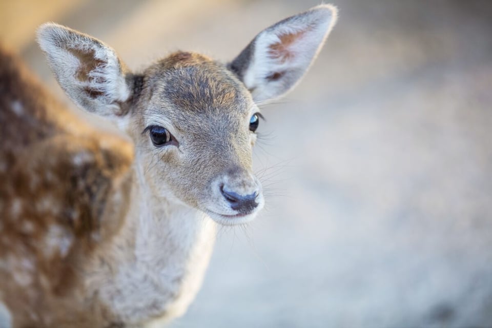Naturaleza, Venado, Leyenda del cervatillo, MundoNow, Podcast