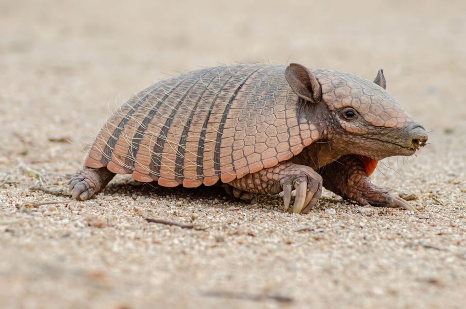 Armadillo, Altiplano, Animal, MundoNow, Podcast