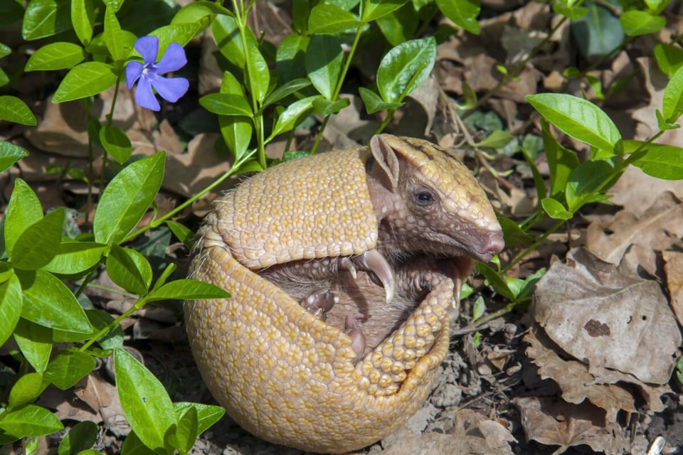 Armadillo hecho bolita, Naturaleza, Flores, MundoNow, Podcast