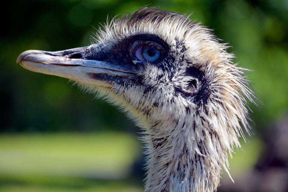 Ñandú, Animal, Naturaleza, MundoNow, Podcast