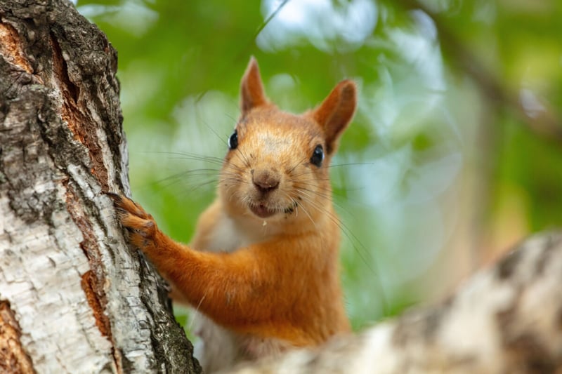 Ardilla, Bosque, Fauna, MundoNow, Podcast