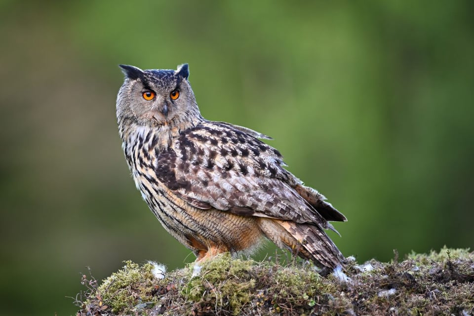 Bosque, Alas, Animal, MundoNow, Podcast