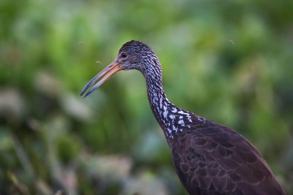 Caraú, Ave, Naturaleza, MundoNow, Podcast