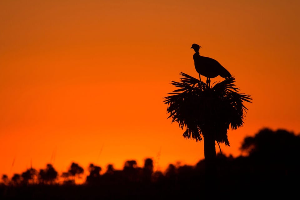 Sombra de pájaro, Atardecer, Nacimiento, MundoNow, Podcast