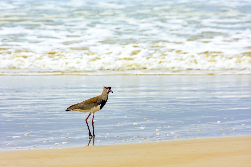Tero, Beach, Waves, MundoNow, Southern Lapwing Legend