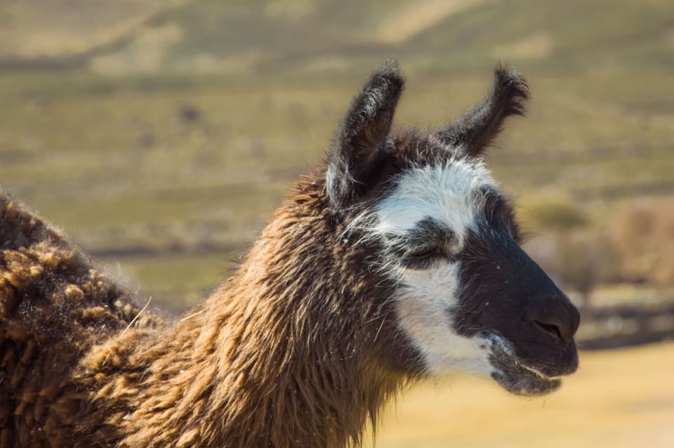 Llama, Flock, Prairie, MundoNow, Podcast