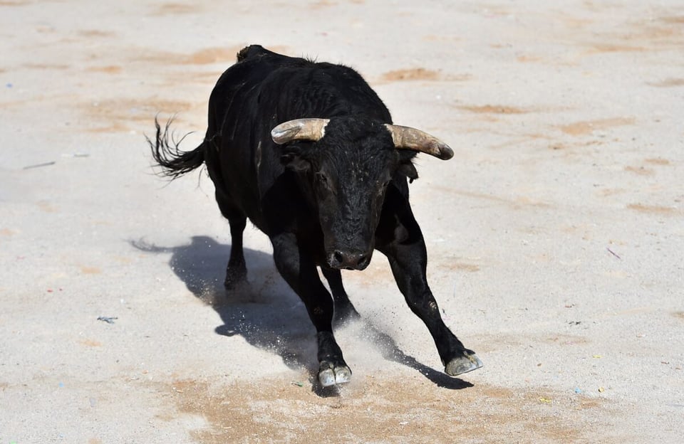 Animal, El toro encantado, Intimidante, MundoNow, Podcast
