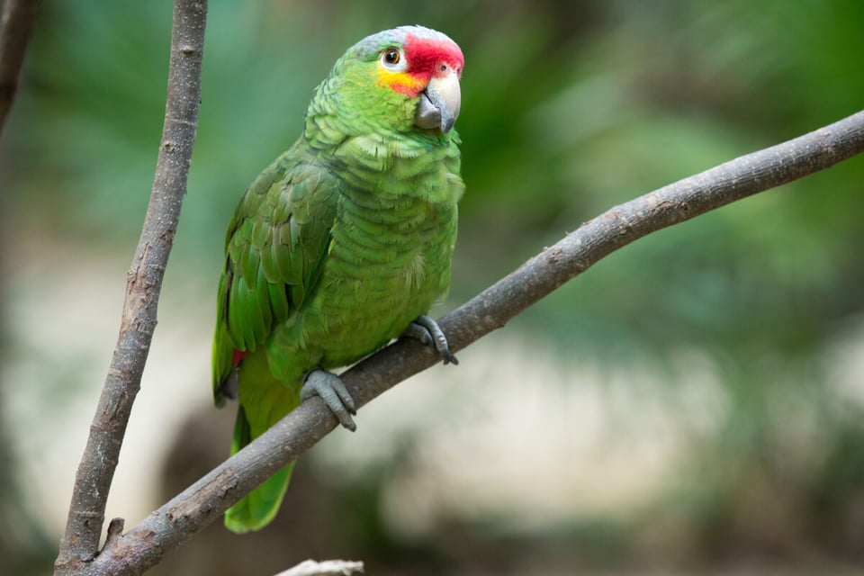 Loro, Rama, Naturaleza, MundoNow, Podcast