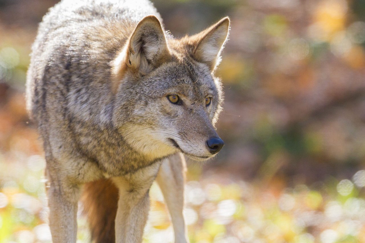 El lobo y el coyote, Historia, Animal, MundoNow, Podcast