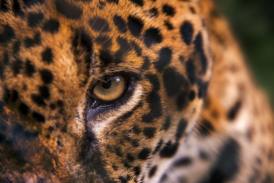 Ojo de jaguar, Animal feroz, Jungla, MundoNow, Podcast