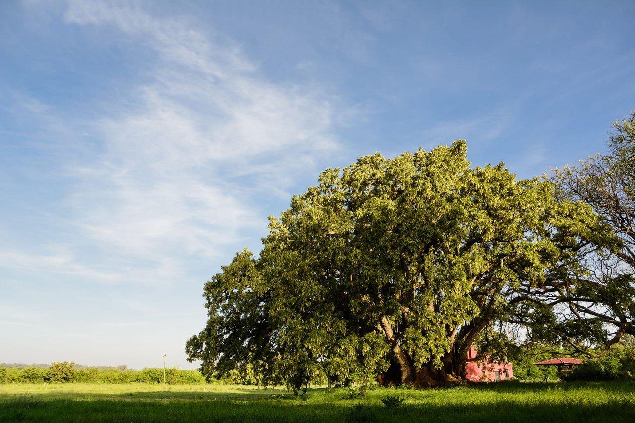 El ombú, Árbol, Día, MundoNow, Podcast