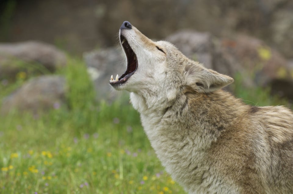 Coyote, Aullido, Dolor, MundoNow, Podcast