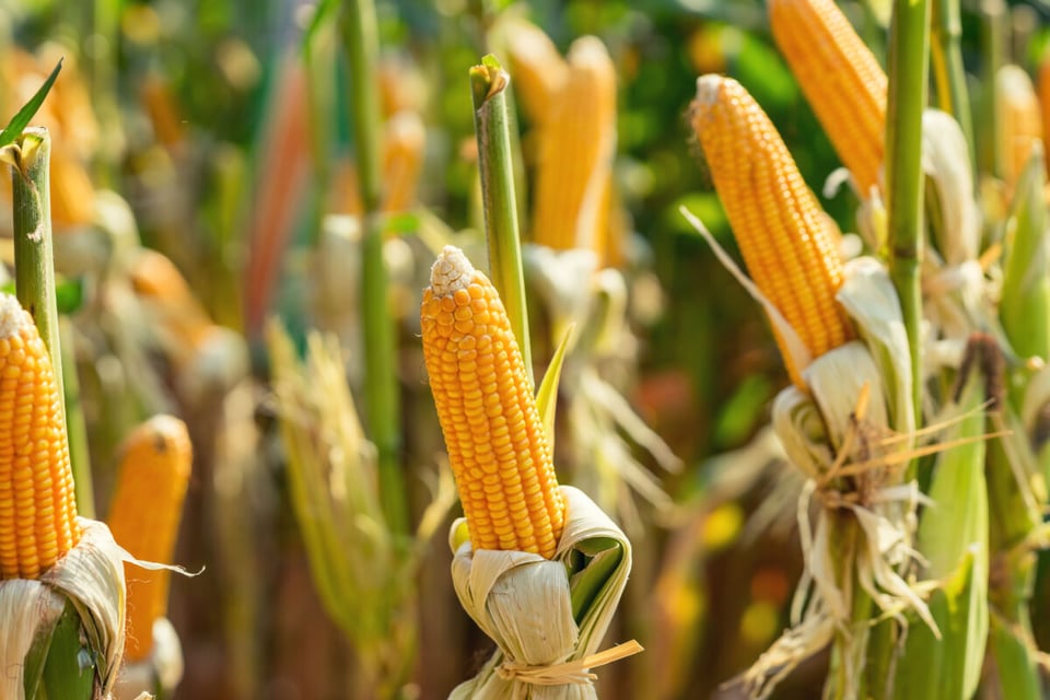 Corn, Harvest, MundoNow, elote, barbecue