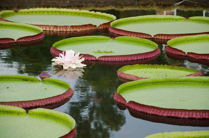 Victoria Regia, Estanque, Agua, MundoNow, Podcast