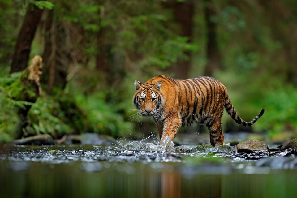 Agua, Bosque, Naturaleza, MundoNow, Podcast