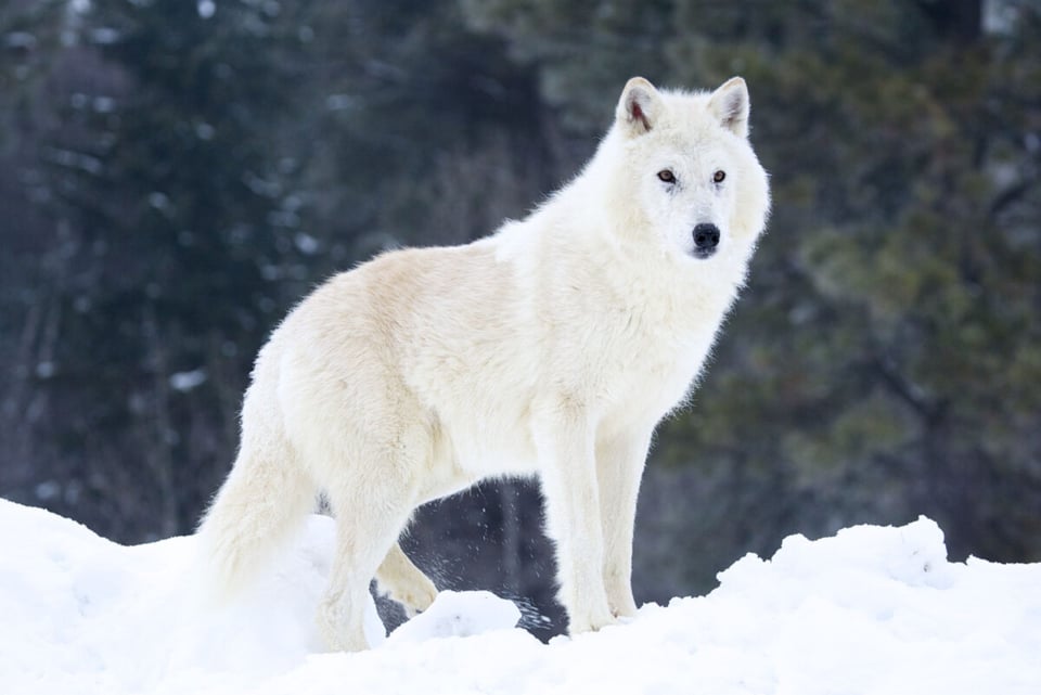White Wolf, North, Snow, MundoNow, Podcast