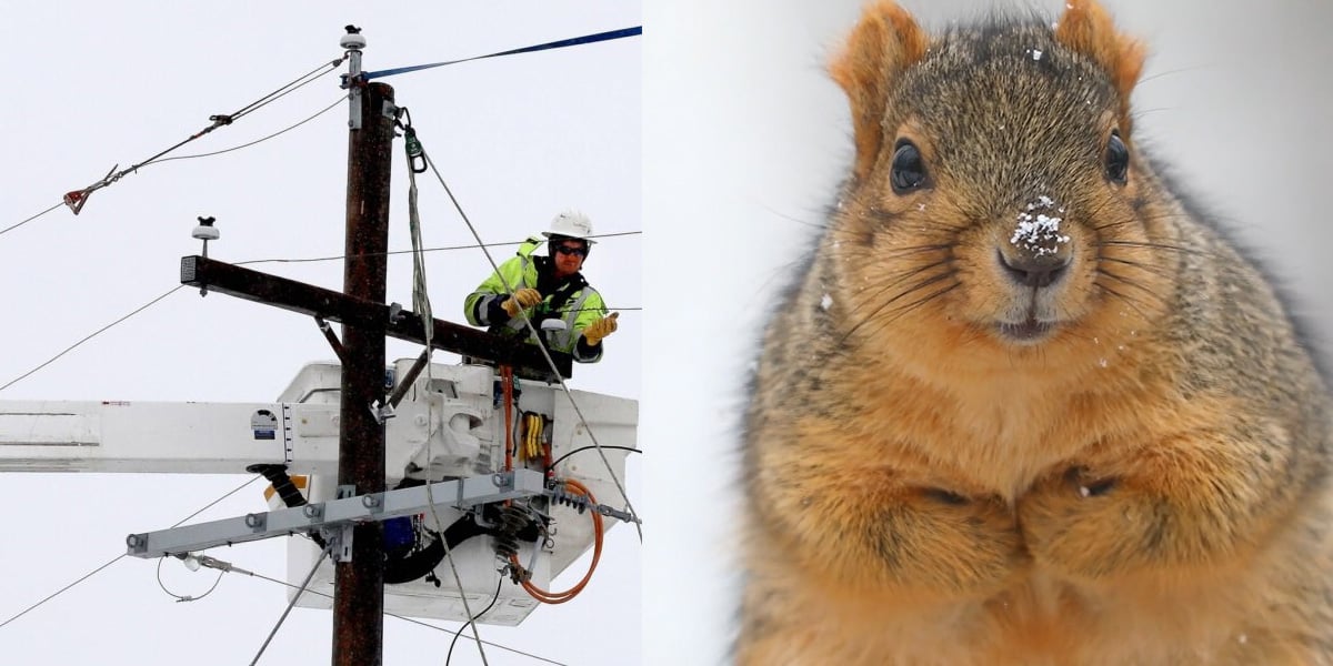 Squirrel leaves thousands without power in Montana