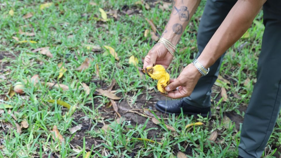 He fears that not harvesting the crop will bring health problems