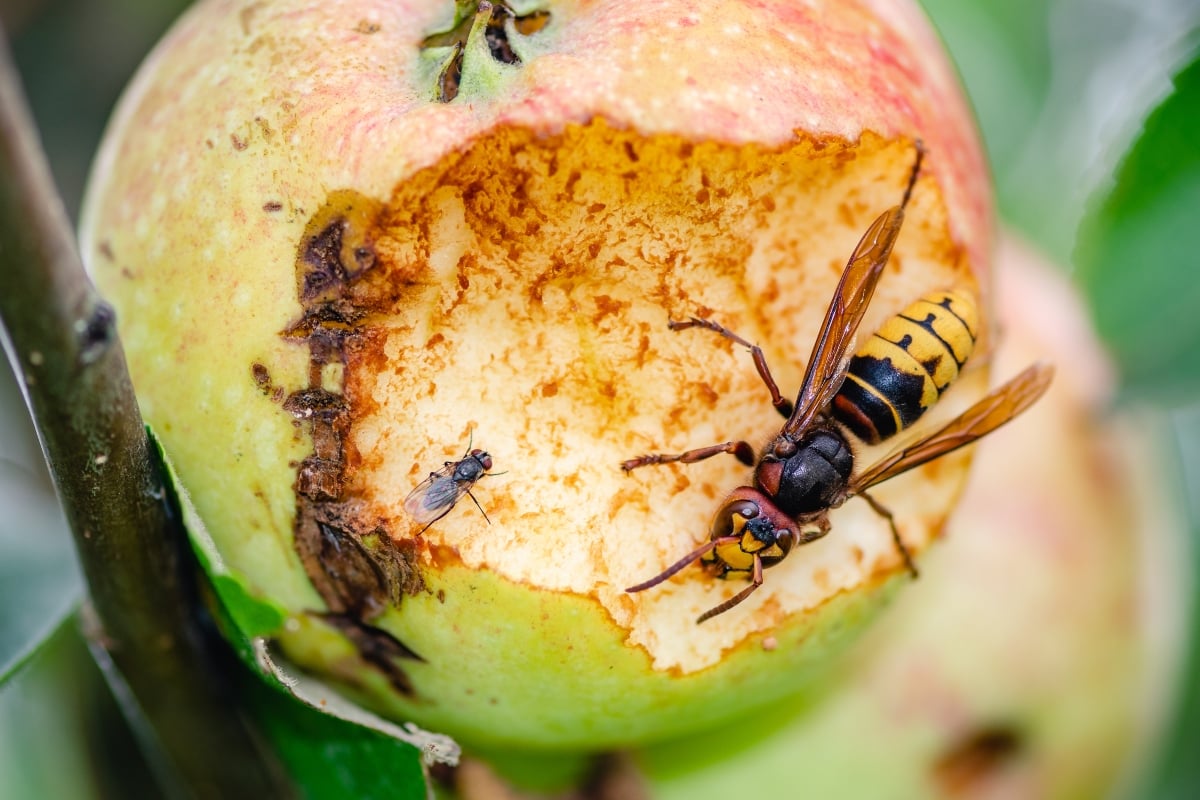 Warning about murder hornets issued in the US