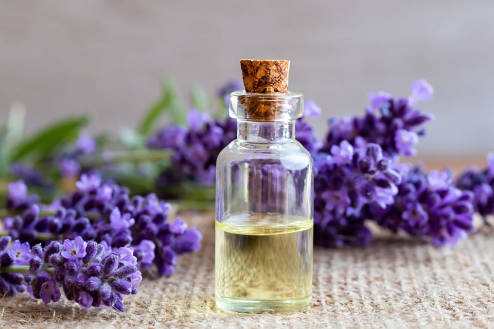 botella, aceite esencial, fresco, lavanda, ramitas