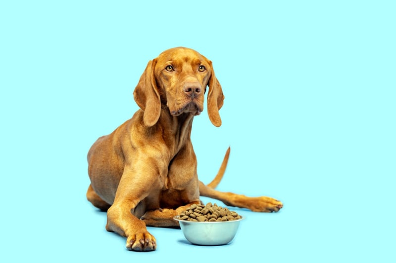 comida para perros, perro de raza grande, mascotas, MundoNow, dinero