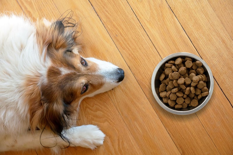 perro sin hambre, perro de raza mediana, mejor comida para perros, dinero, MundoNow